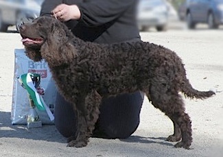 Kei-Rin's Root'n Toot'n Cowboy | American Water Spaniel 