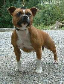 Hot Staff`s Noble Amity | Staffordshire Bull Terrier 