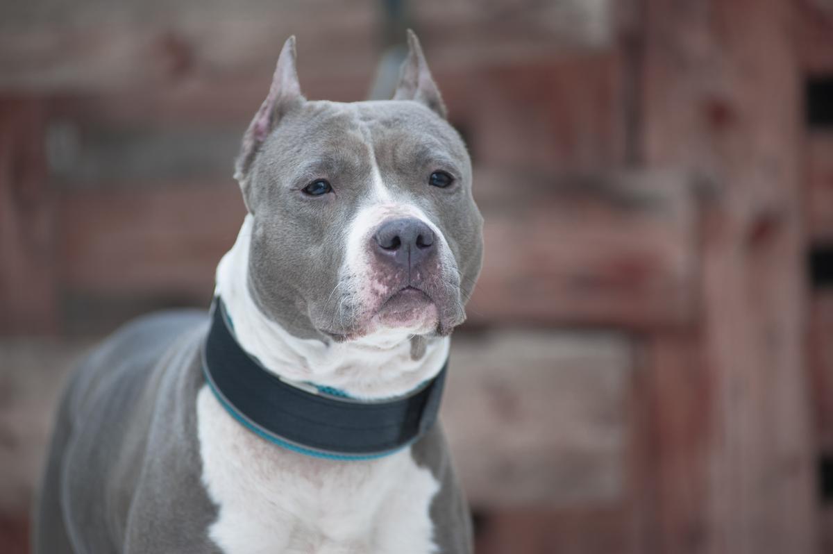 Blueberry Born to Win | American Staffordshire Terrier 