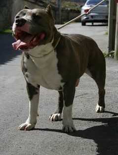 Picazo de Ruca Yagua | American Pit Bull Terrier 