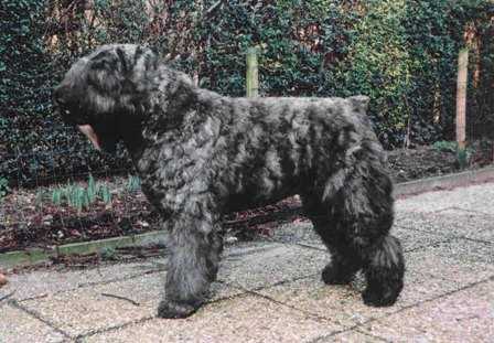 Cheyenne Genique de Fremery | Bouvier des Flandres 