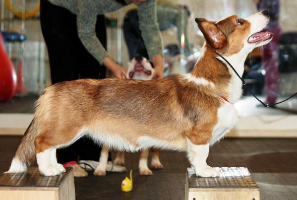 Ingermanlandija Ursula Fairy Princess | Cardigan Welsh Corgi 