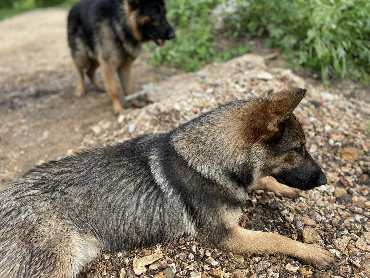 Freya of Swan Creek | German Shepherd Dog 
