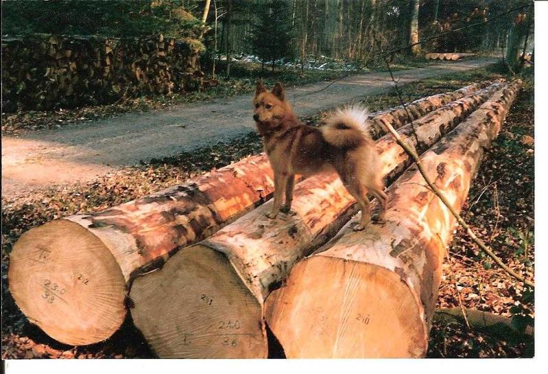 BLISSA de la Cascade des Jarreaux | Finnish Spitz 