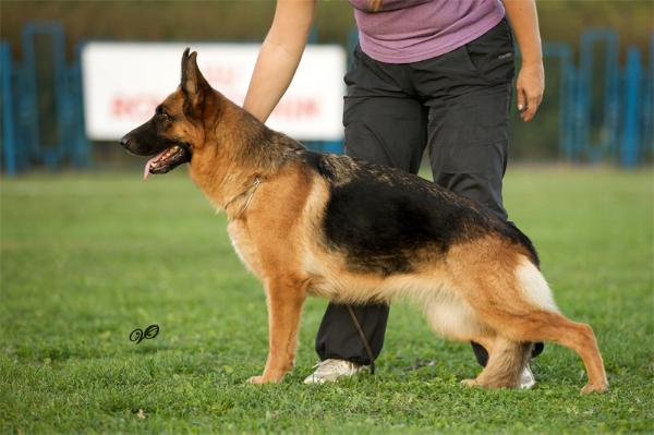Darina | German Shepherd Dog 