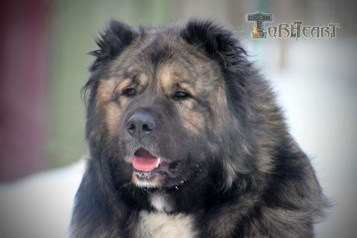 Kazbek | Caucasian Mountain Dog 