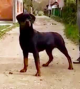 Mica Hause Kaligula | Rottweiler 