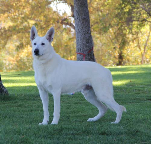 Regalwise Hero | White Swiss Shepherd Dog 