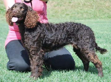 Afire's La Chocolata | American Water Spaniel 