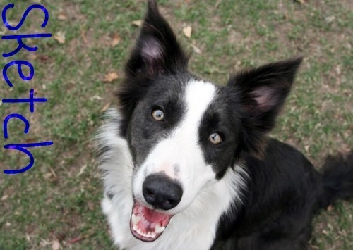 ETCH-A-SKETCH ABC 357715 | Border Collie 