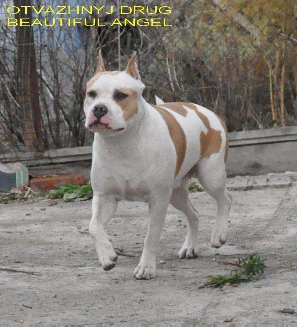 Otvazhnyj Drug Beautiful Angel | American Staffordshire Terrier 