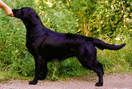 Jolly-Jambalay | Flat-Coated Retriever 