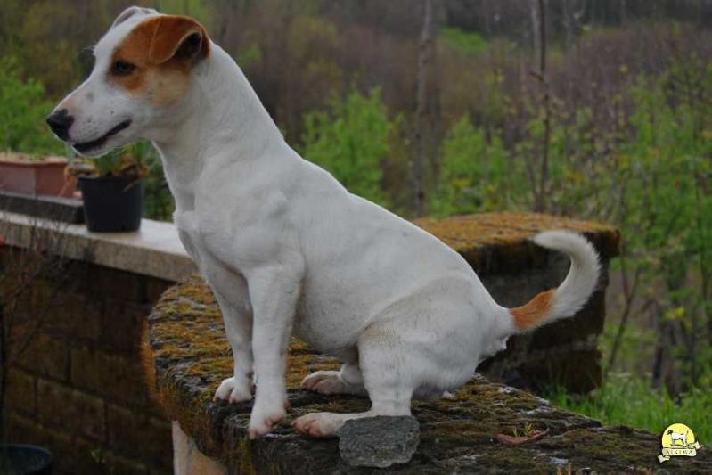 Milo (Aikiwa) | Jack Russell Terrier 