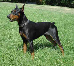 FALCO Granda Wesolkow | German Pinscher 