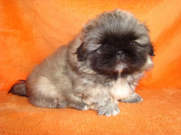 Mao Happydong Arsusi | Pekingese 