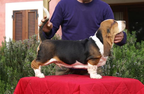 Dudley Deep Blue | Basset Hound 