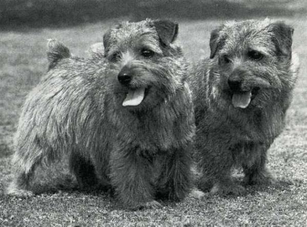 Nanfan Cat's Cradle | Norfolk Terrier 