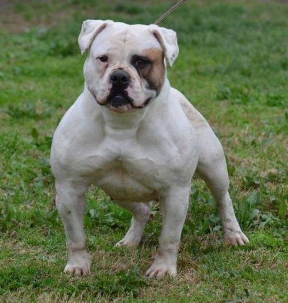 Hardtimes Roxy - AB | Olde English Bulldogge 