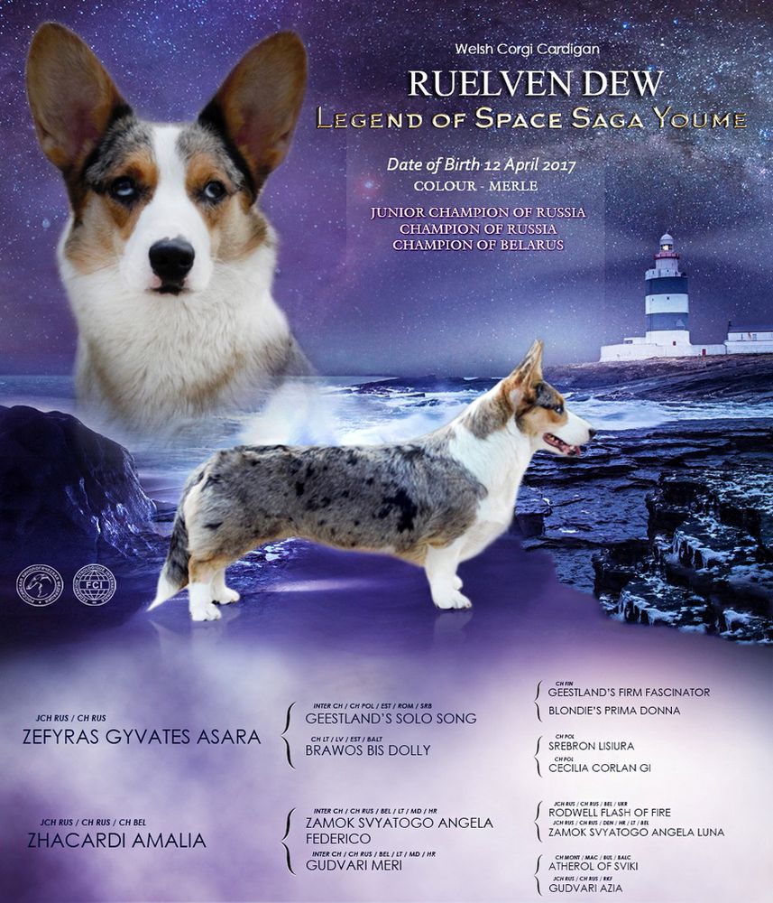 Ruelven Dew Legend of Space Saga Youme | Cardigan Welsh Corgi 