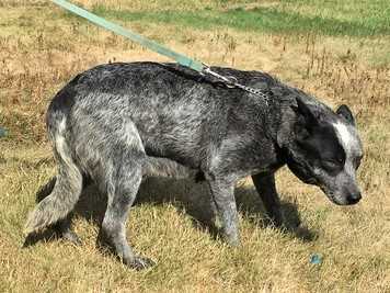 Cobbers-Smokey Mountain | Australian Cattle Dog 