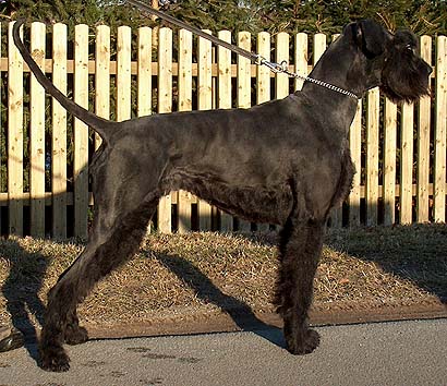 Magma vom Nordexpress | Giant Schnauzer 