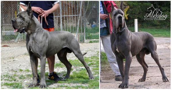 Uxalanda De La Benjamine | Great Dane 