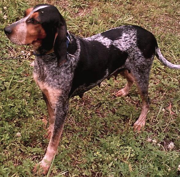 Arkie Ann | Bluetick Coonhound 