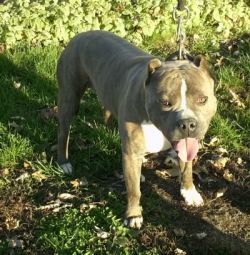 cuttingedge/wildstreak's Stitch | American Pit Bull Terrier 
