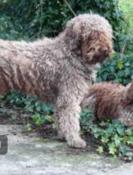 Epico | Spanish Water Dog 