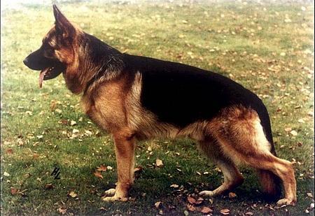 Rony von Arminius | German Shepherd Dog 