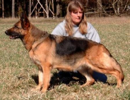 Triumphs Dawnee | German Shepherd Dog 