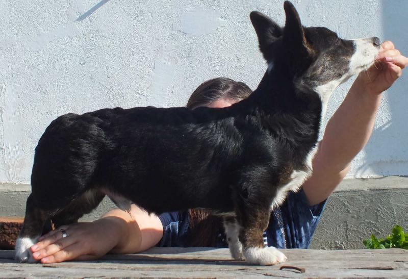 Ormai Veronese | Cardigan Welsh Corgi 