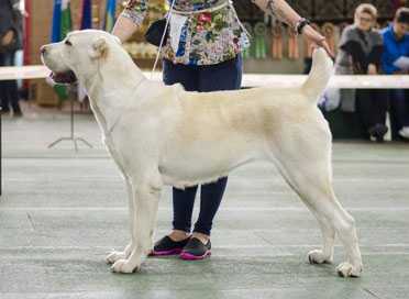 ALI ALADJA SIBORA | Central Asian Shepherd Dog 