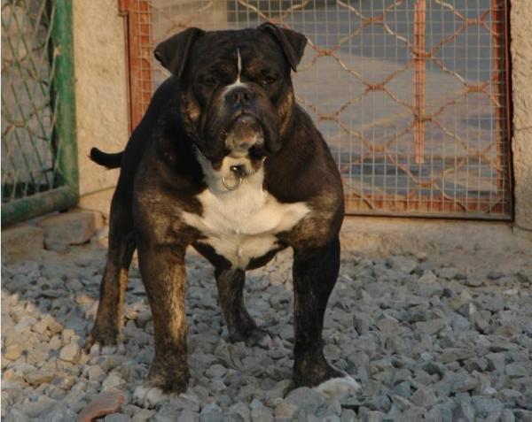 Meatball of ihbk | Olde English Bulldogge 