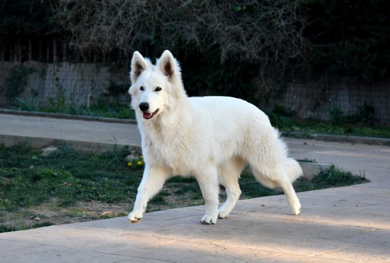 A star is born of the winter souls | White Swiss Shepherd Dog 