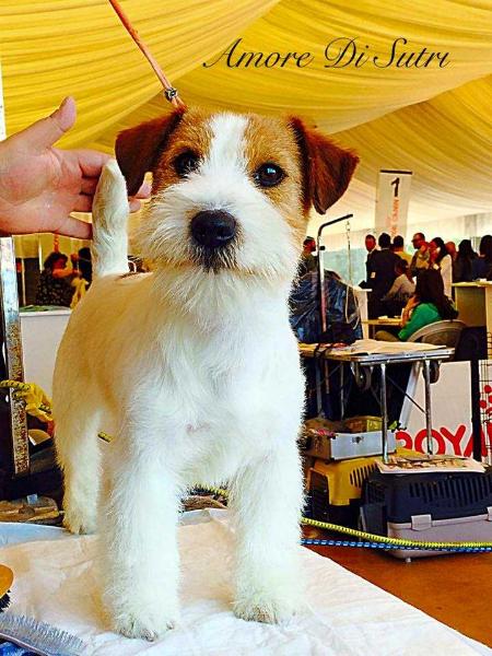 Amore Di Sutri | Jack Russell Terrier 