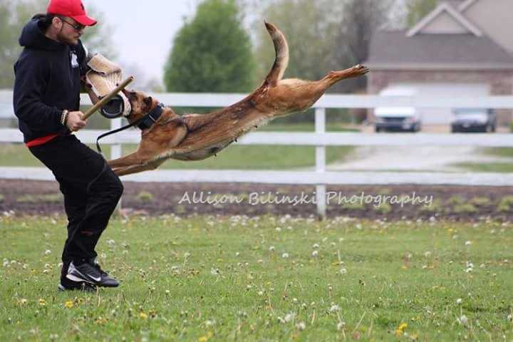 Kato Van Joefarm | Belgian Malinois 
