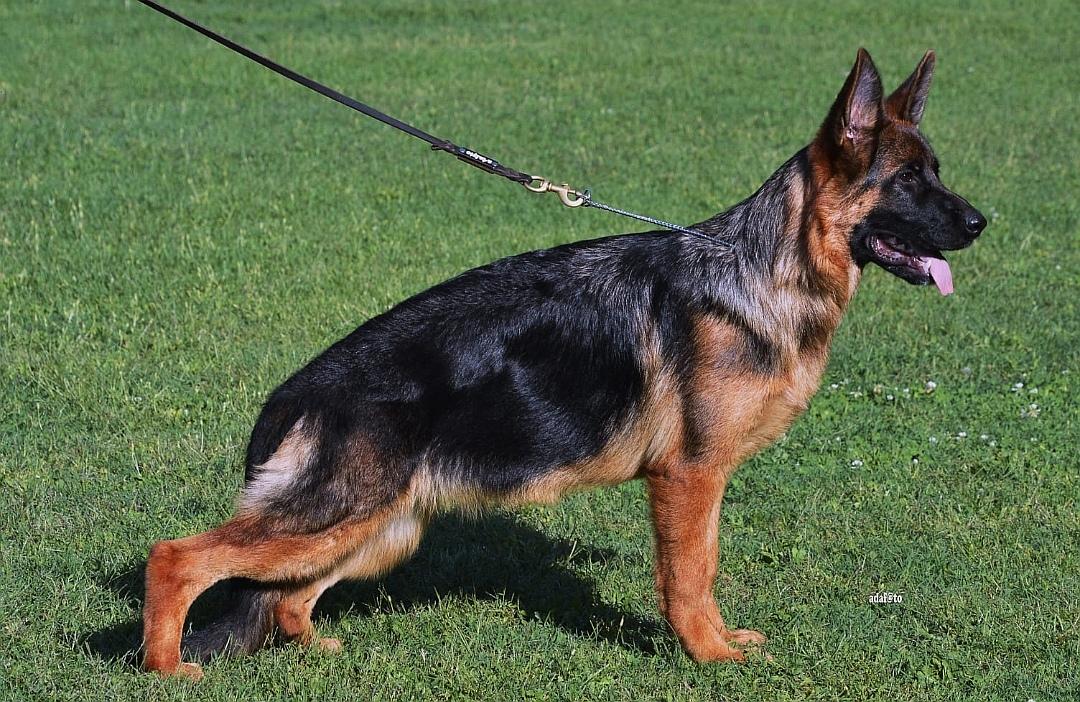 Dieci Maria Stella Maris | German Shepherd Dog 