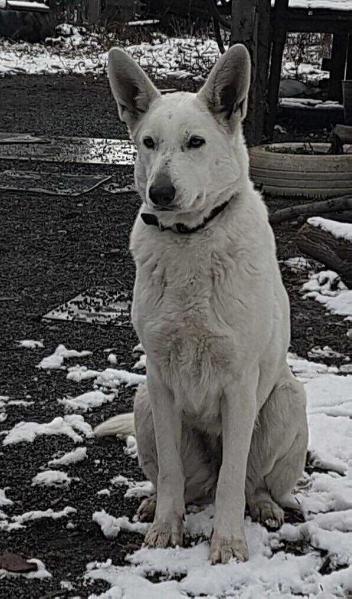 CHZARA SIDGY OLBI | White Swiss Shepherd Dog 