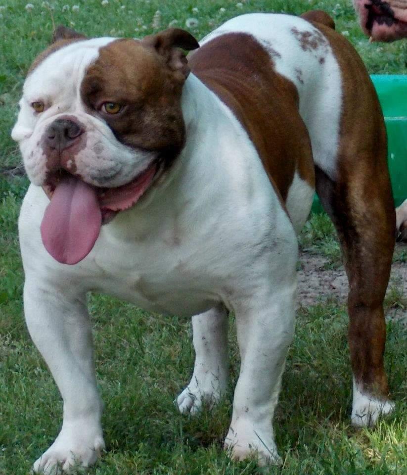 SOBs Leon Spinx | Olde English Bulldogge 