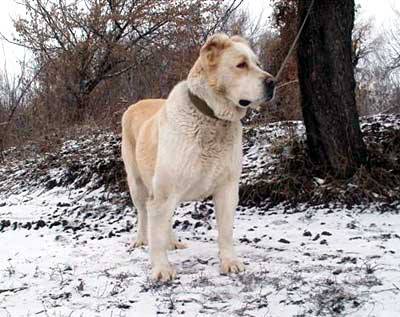 Kamcha | Central Asian Shepherd Dog 