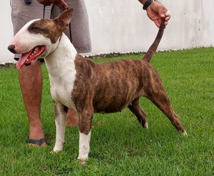 POTENCIA DO BULL GAMORA | Bull Terrier 