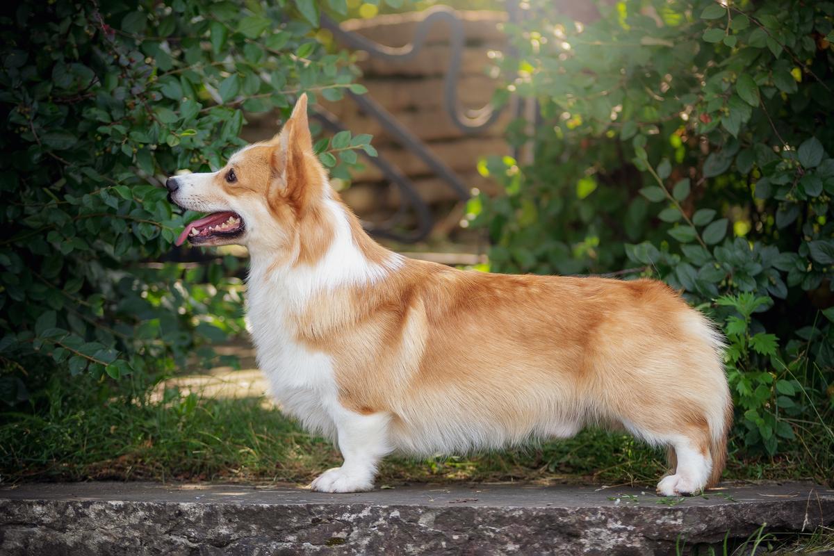 AIRYSHIRE Darling Of Fortune | Pembroke Welsh Corgi 