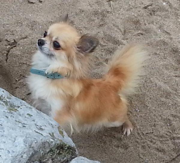 Diamonchi Born This Way At Amorchi | Chihuahua 