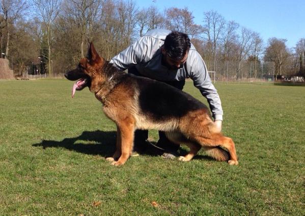 Renata vom Haus Ghor | German Shepherd Dog 