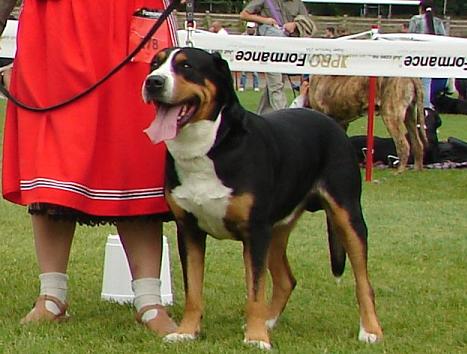 Leonidas Zum Ringo Dem Grossen | Greater Swiss Mountain Dog 