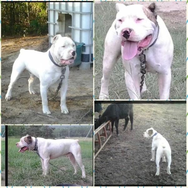 McNair's Hondo | American Bulldog 