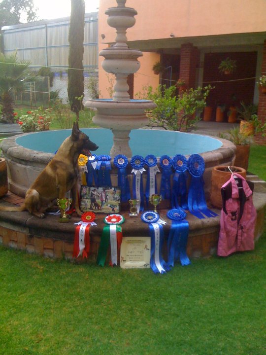 Baron Cupido | Belgian Malinois 