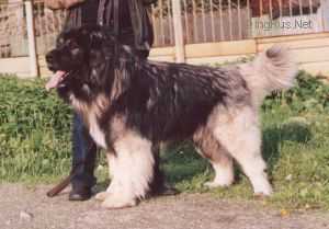 Epos | Caucasian Mountain Dog 