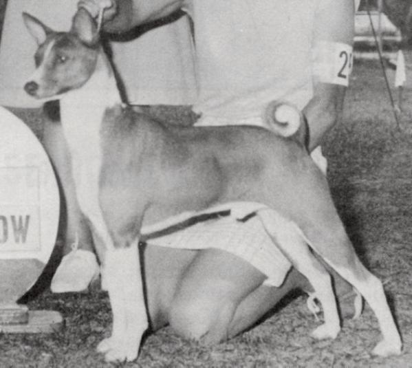 Tri-Tan's Uzuri Supow Lihu | Basenji 